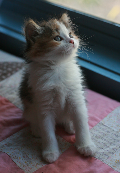 rescuekittyfemale4msn Okay, SHE is perfection.